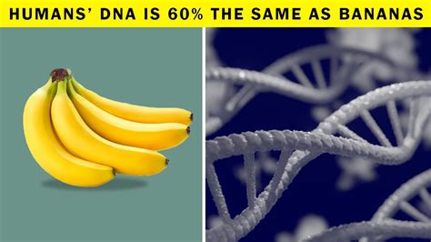are bananas dna similar to humans